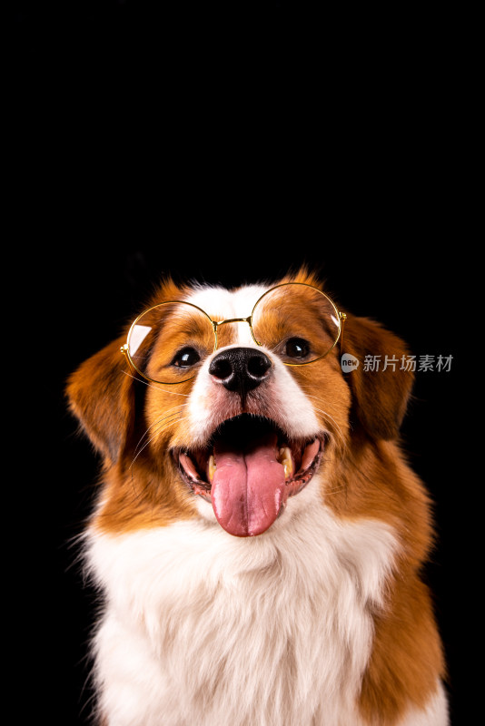 一只在拍肖像写真的牧羊犬宠物狗