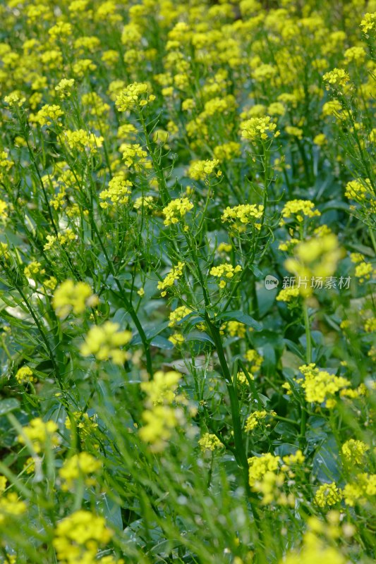 厦门园博苑的油菜花