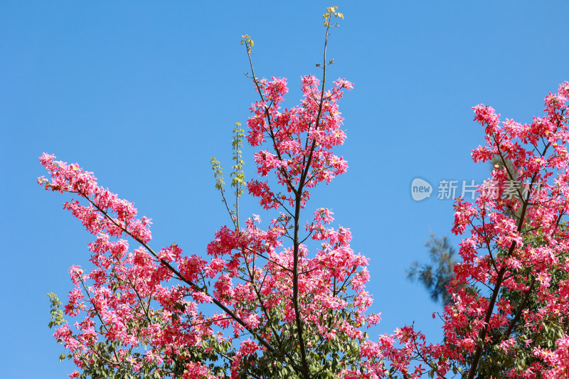 大沙河公园异木棉