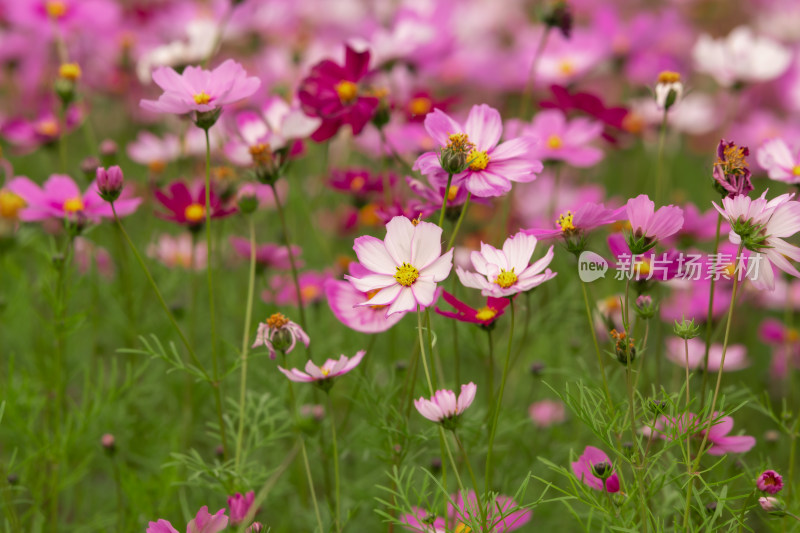 夕阳下的格桑花或波斯菊