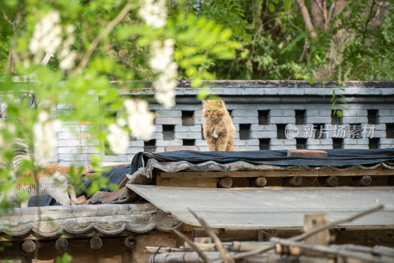 猫坐在屋顶发呆春天夏天