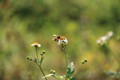 鬼针草花 0605