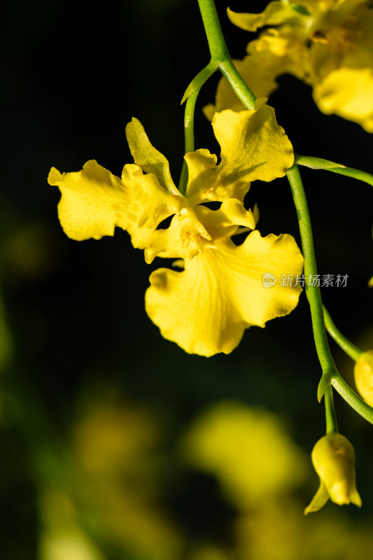 上海辰山植物园兰花微距特写