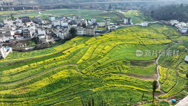 油菜花绘就田园美景