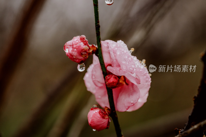 微距视角下的西溪湿地雨中盛开的梅花