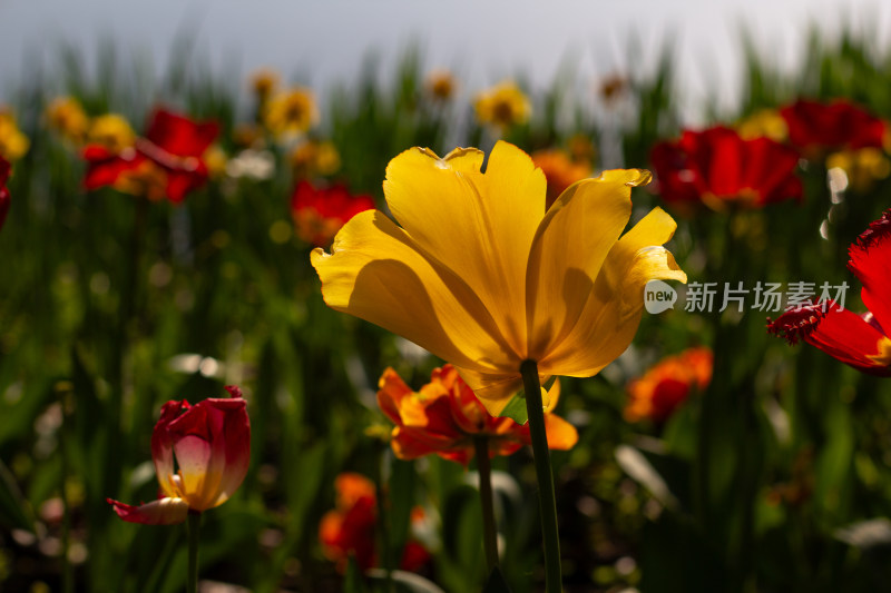 杭州太子湾多彩郁金香花海景观