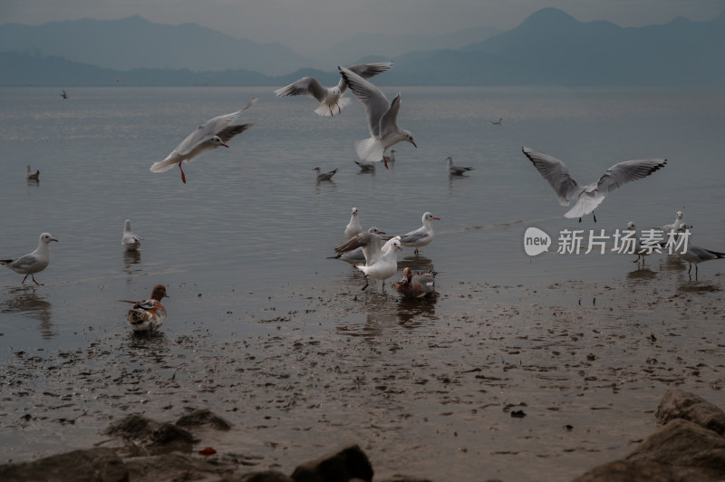 海滩上飞起的海鸥和野鸭