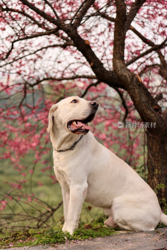 坐在梅花树下的拉布拉多寻回犬