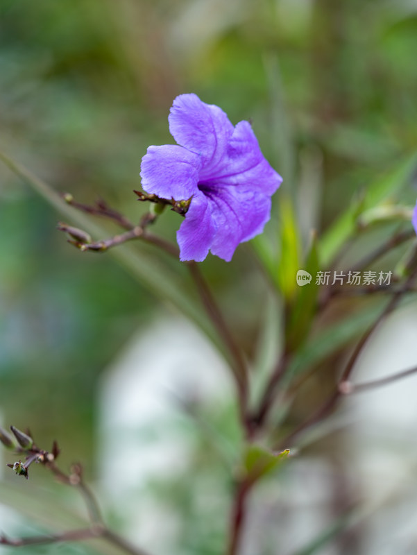 翠芦莉花朵特写