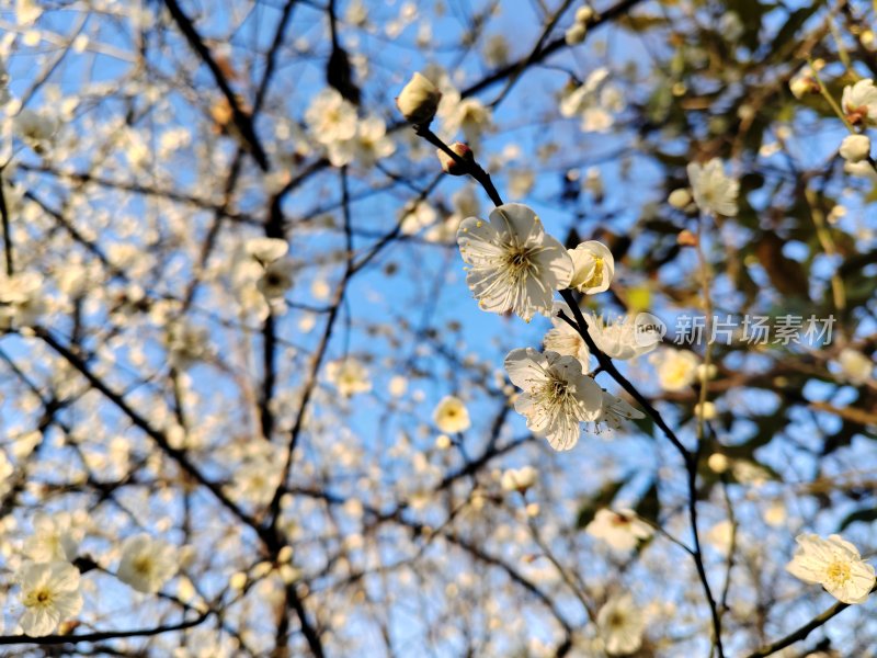 蓝天下盛开的白色梅花