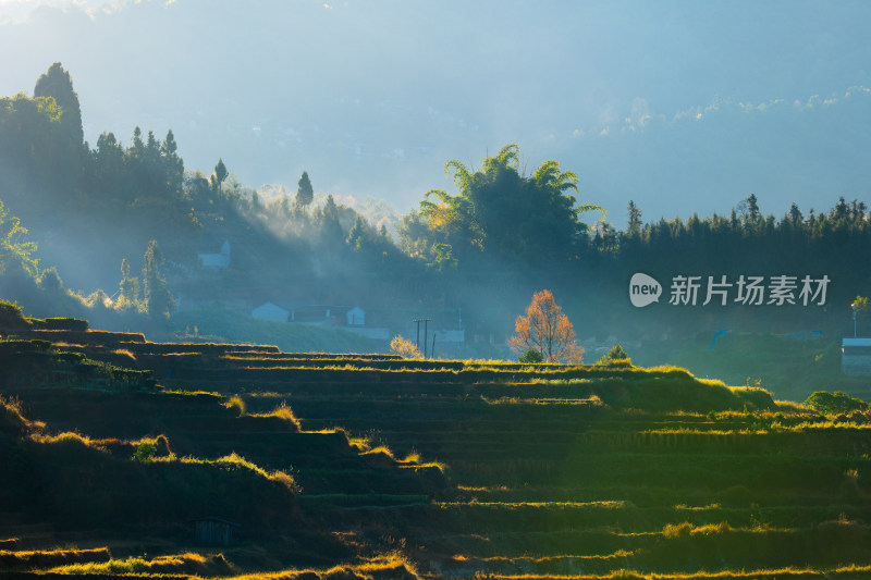 山间晨雾中的美丽梯田景观