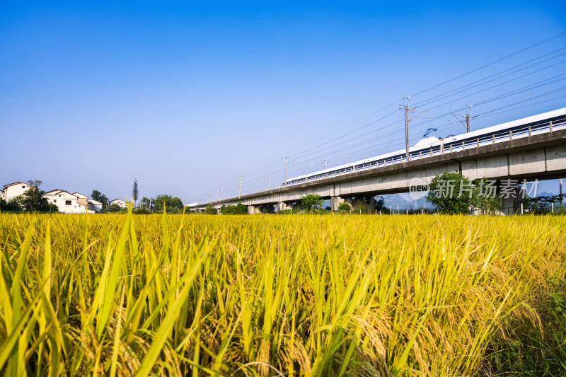 秋天桂林金色稻田旁铁路高架桥上的高速列车