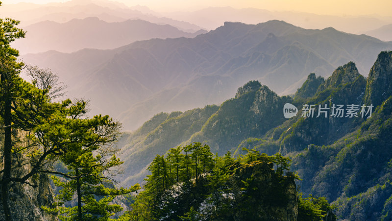 老君山常青松