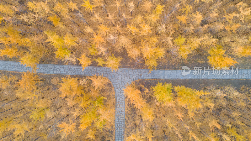 秋季银杏林航拍全景