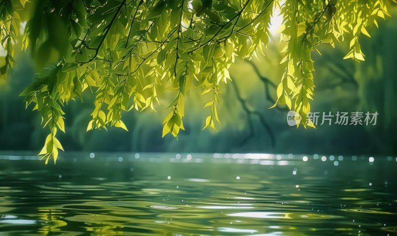 湖面垂柳柳枝水面倒影宁静唯美背景