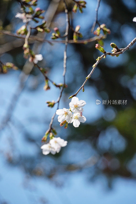 日本，川越喜多院，日式建筑与垂枝樱