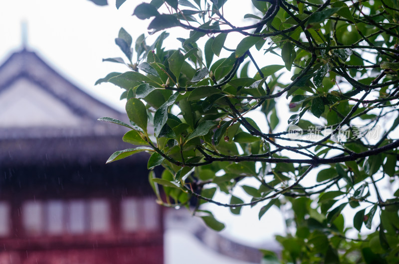 上海城隍庙，细雨打在绿叶上