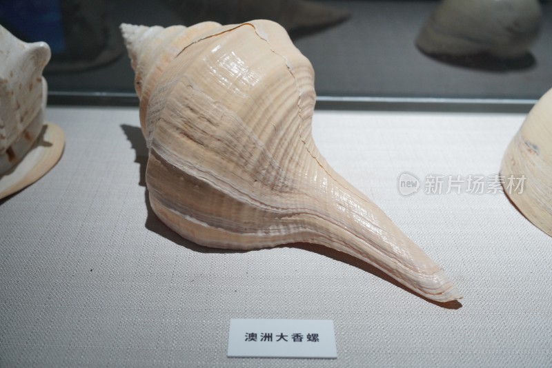 海洋馆中展示的澳洲大香螺标本