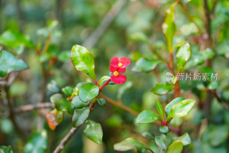 红色开花植物无刺麒麟