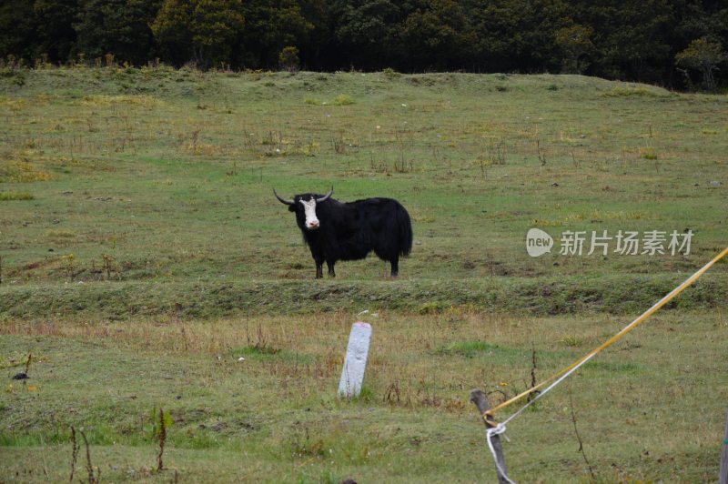 林芝鲁朗风景区风景