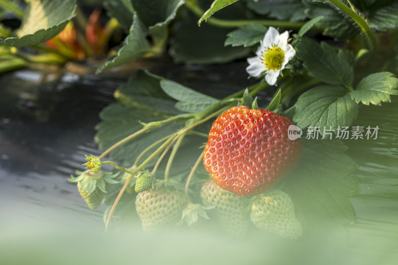 红彤彤的草莓成熟饱满鲜红欲滴