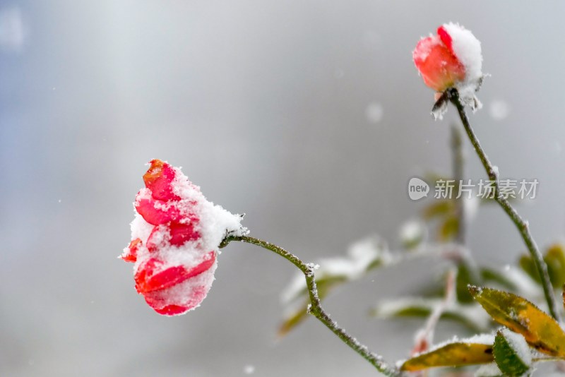 重庆酉阳：雪中月季花