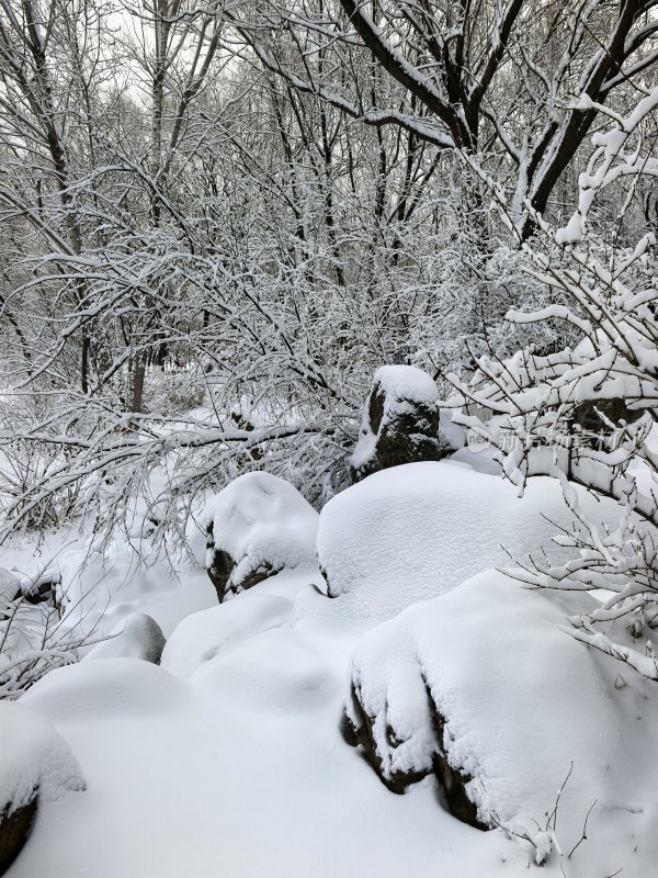 被大雪覆盖的树林与石头景象