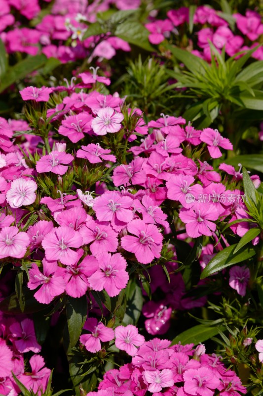 厦门园博苑郁金香花展上的须苞石竹