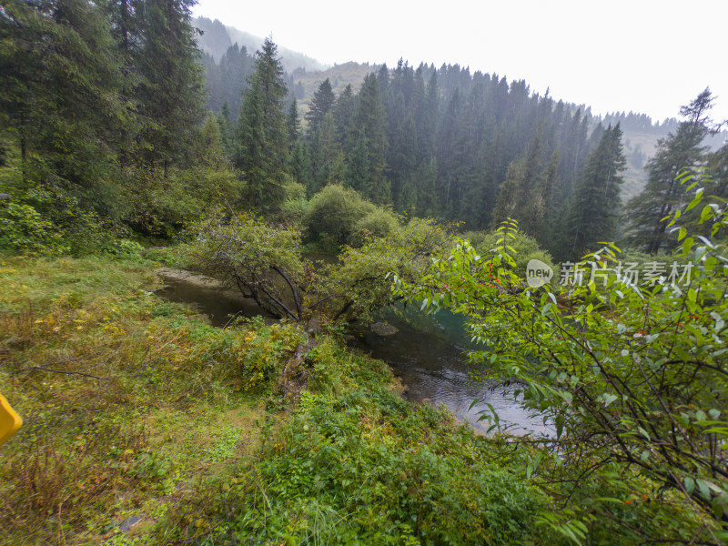 静谧的森林与湖景