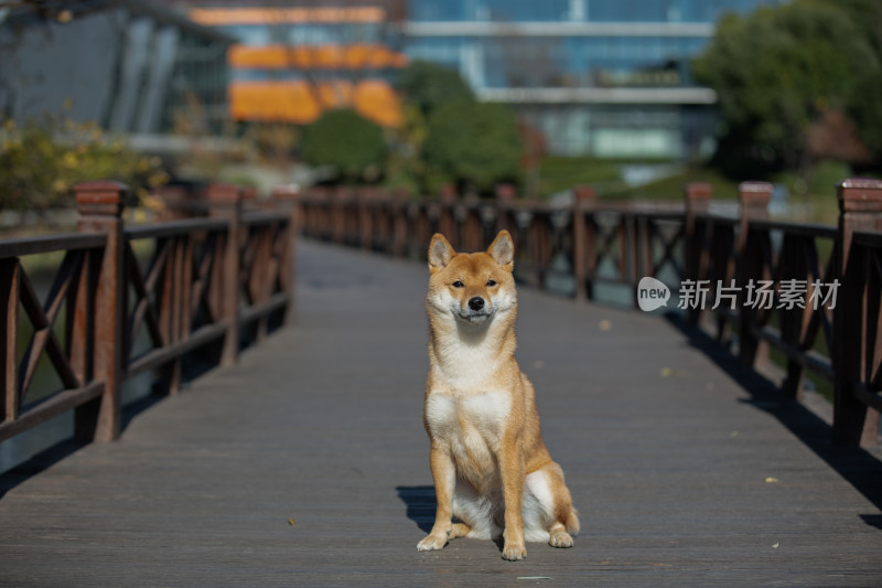 一只坐在栈道上的柴犬