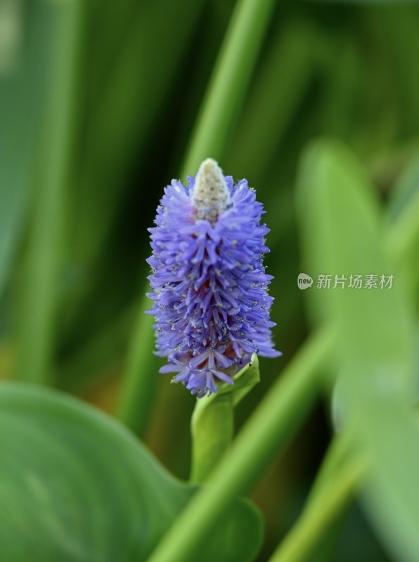 梭鱼花开