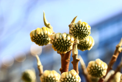 结香花花蕾实拍素材