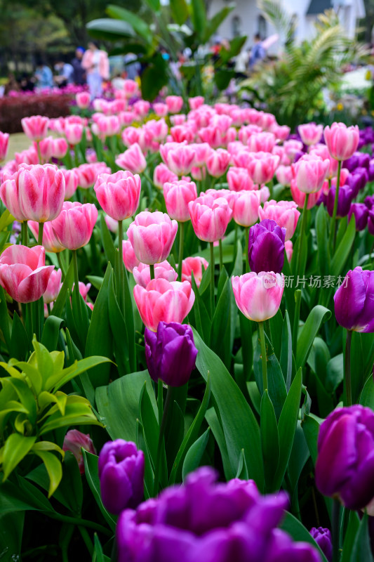 郁金香花卉景观