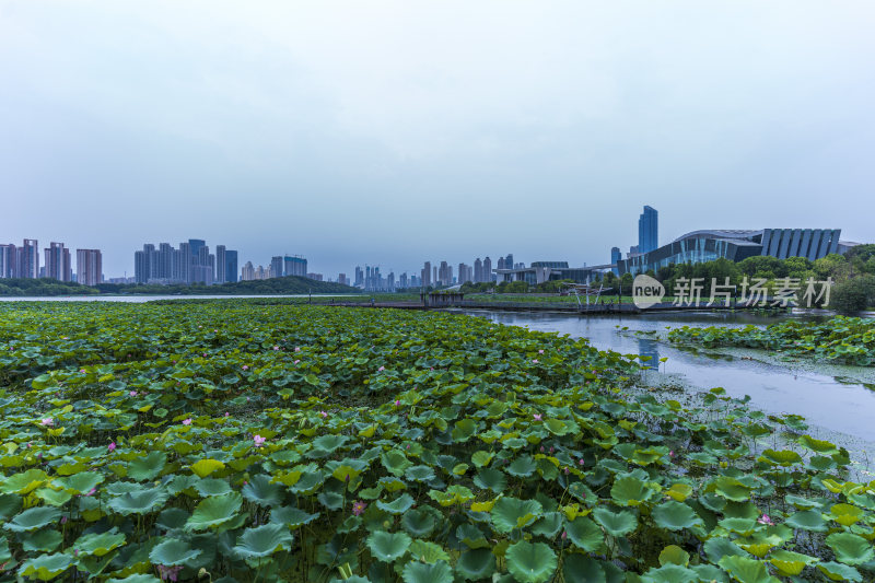 武汉汉阳月湖风景区风光