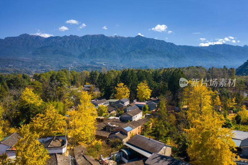 高黎贡山下银杏村庄的秋日美景