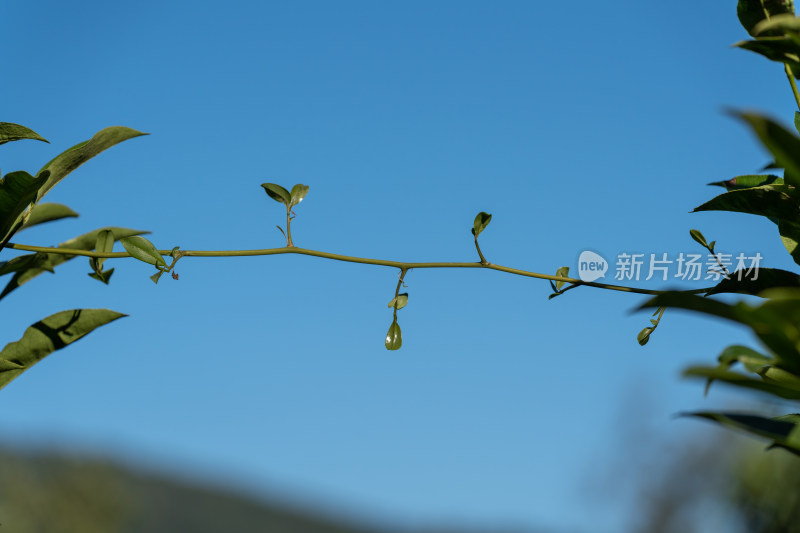 生长的植物叶子