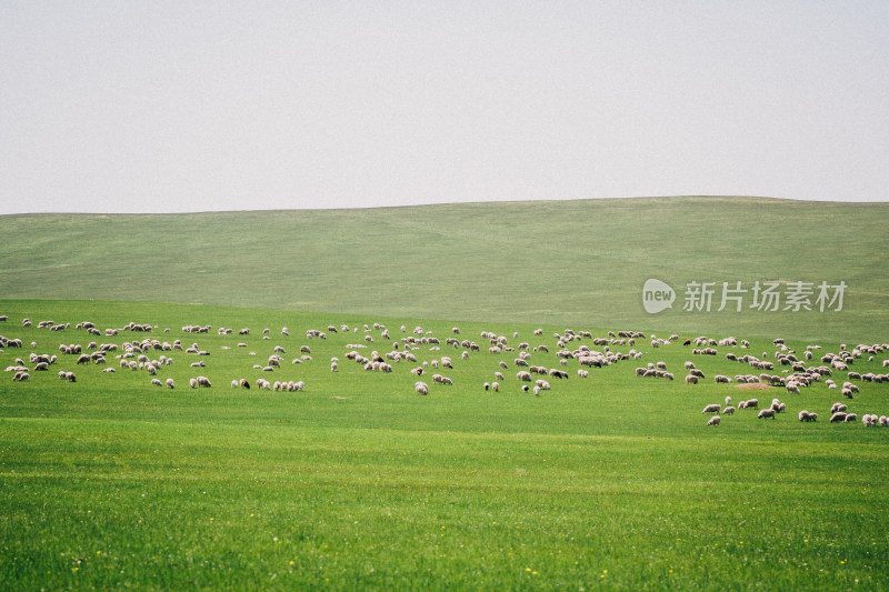 呼伦贝尔大草原绵羊