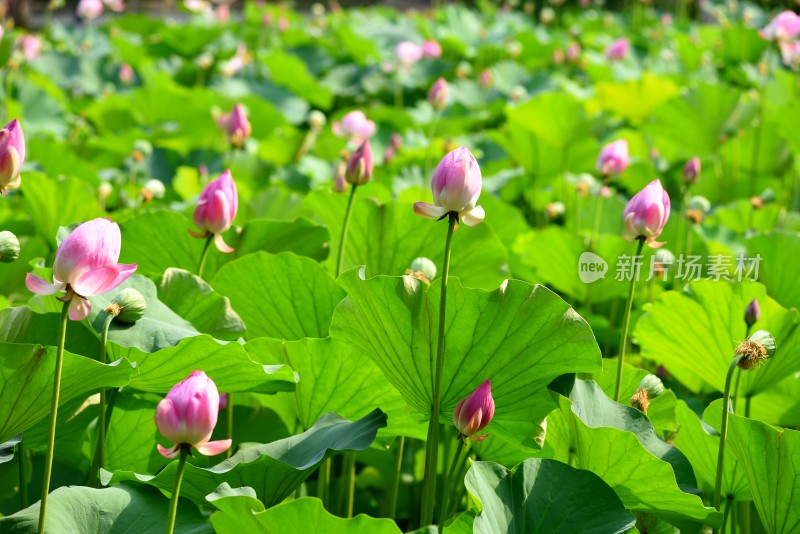 莲花荷花荷花池