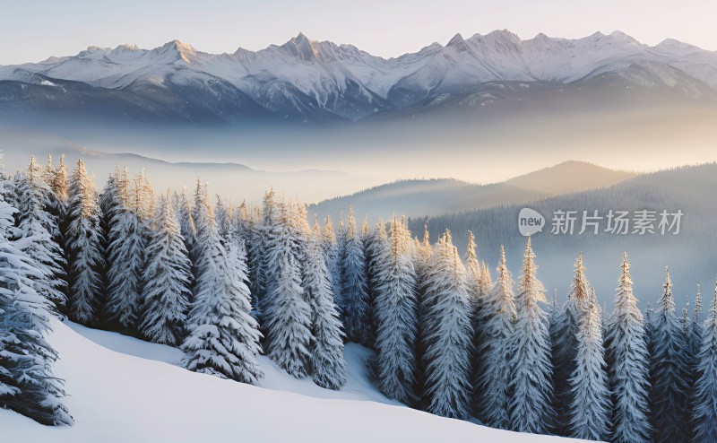 冬季森林白雪覆盖风景