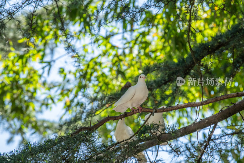 公园里阳光下树上的鸽子群