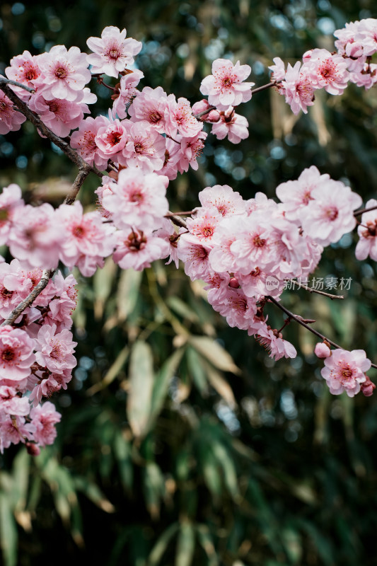 北京玉渊潭公园樱花节樱花