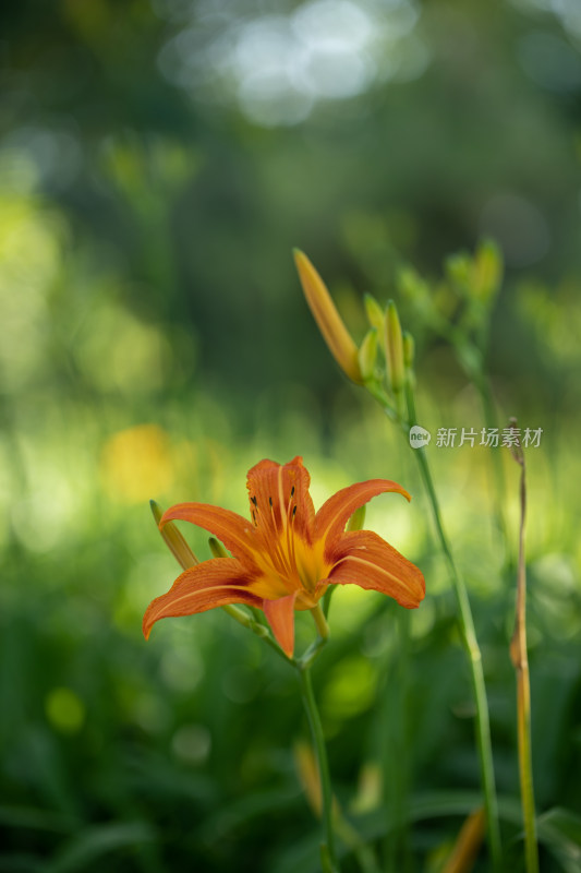 黄花菜 黄花