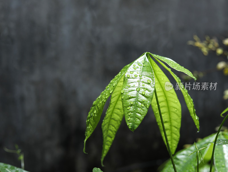 春天绿色的树叶叶子和上面的雨滴水滴露水