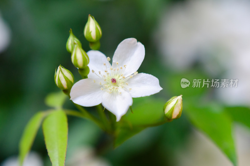 白色野蔷薇花卉及花苞特写