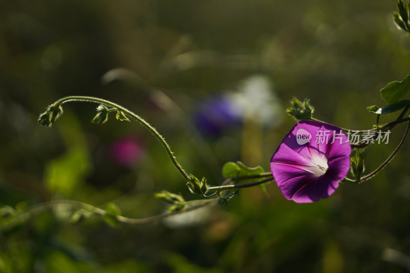 牵牛花特写全景合集