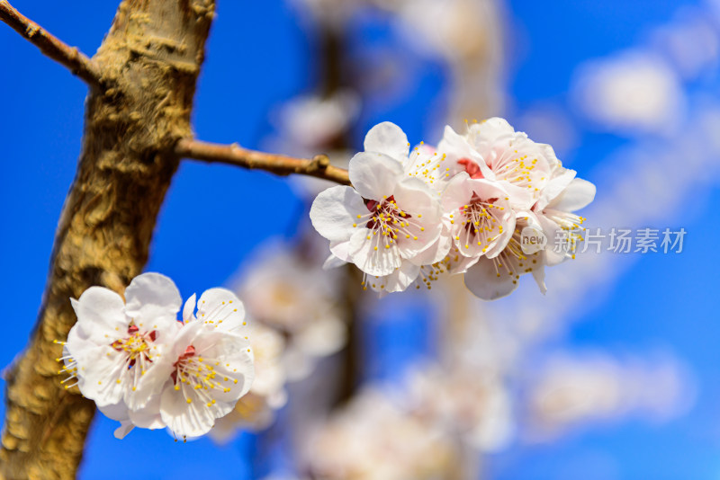 盛开杏树花枝