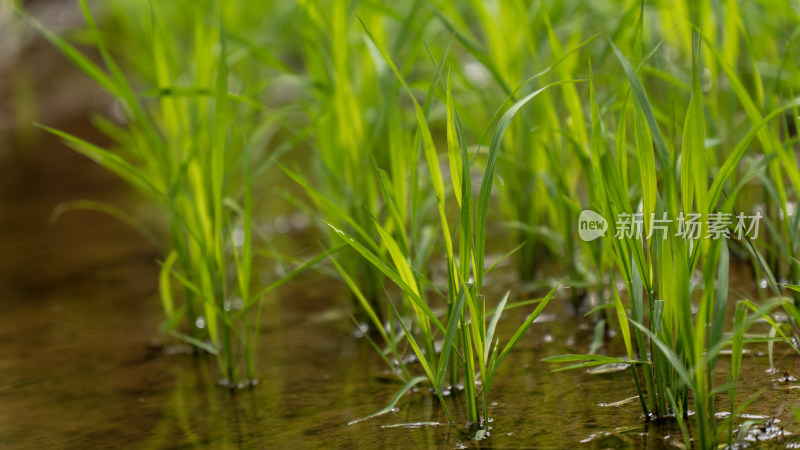 农场 水稻 种植 秧苗 培育秧苗