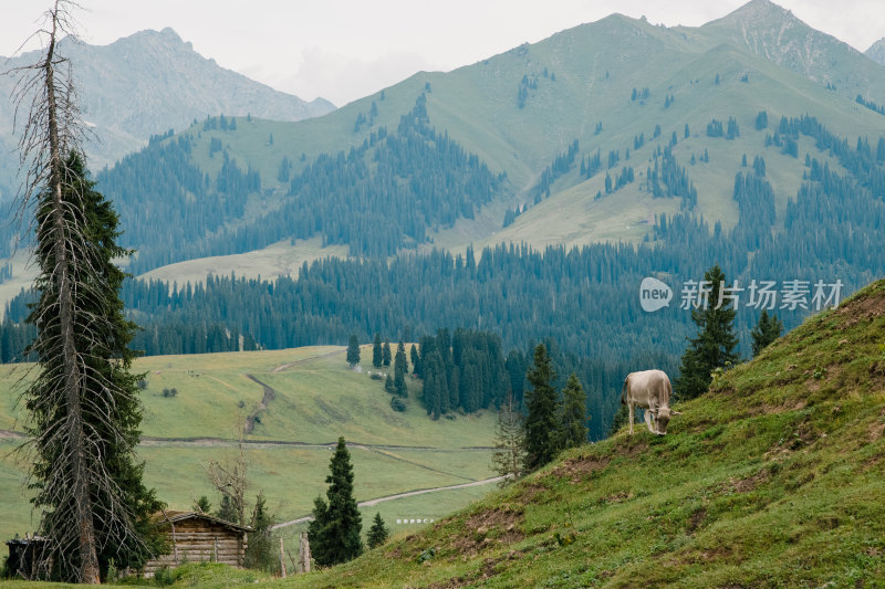 山坡上吃草的牛 有山脉背景