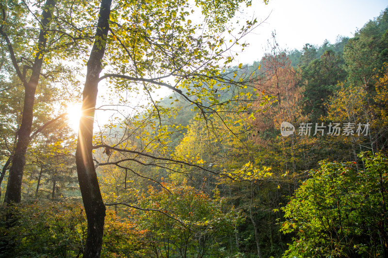 秋天树林里的落叶景象