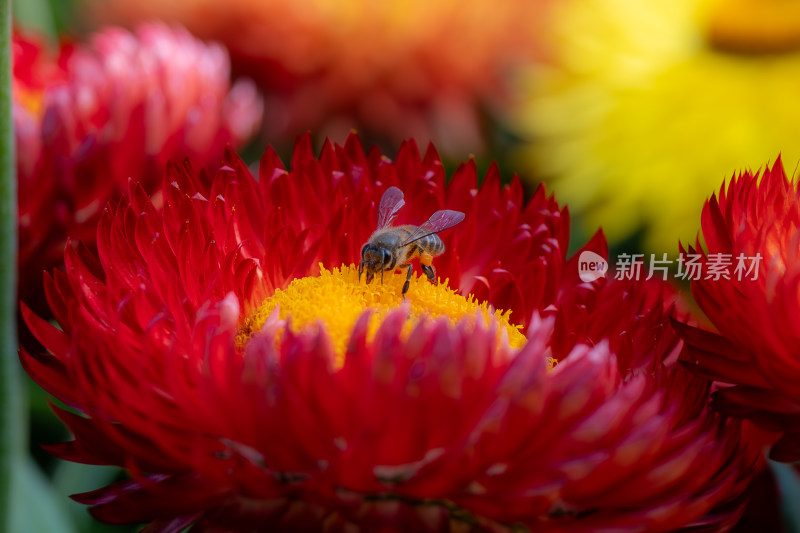 蜜蜂于红花上采蜜特写